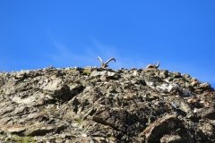 IMG_0530