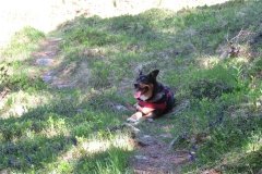 IMG_0052