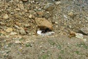 IMG_0214