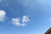 IMG_0268