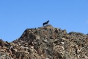 IMG_0220