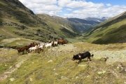 IMG_0531