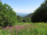 IMG_0005