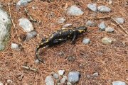 IMG_0050