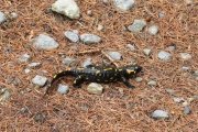 IMG_0051