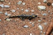 IMG_0054