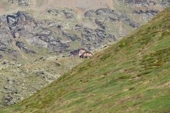 IMG_0079