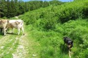 IMG_0074